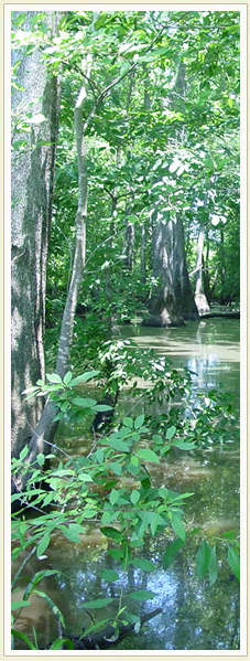 Ecosystem Image