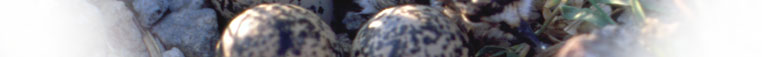 News Header