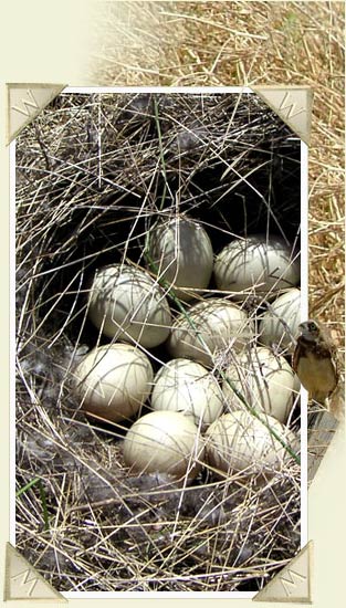 Bird and Eggs