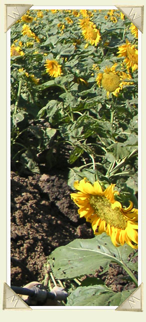 More Agriculture Pictures
