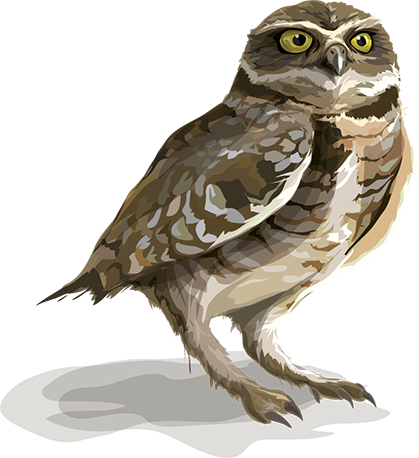 Burrowing Owl