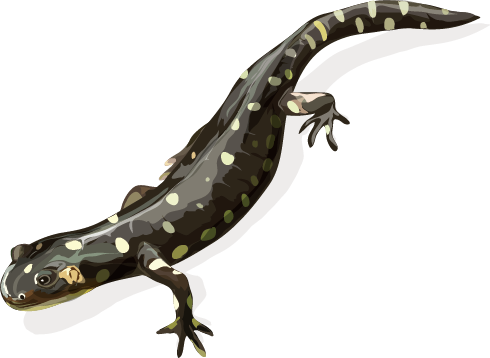 California Tiger Salamander California Tiger Salamander