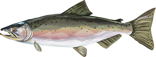 Chinook Salmon