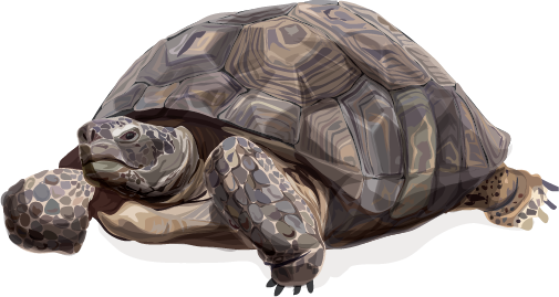 Desert Tortoise