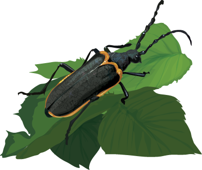 Elderberry Beetle