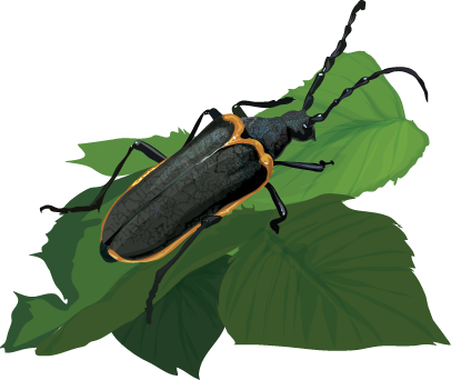 Elderberry Beetle