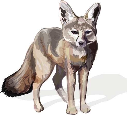 San Joaquin Kit Fox