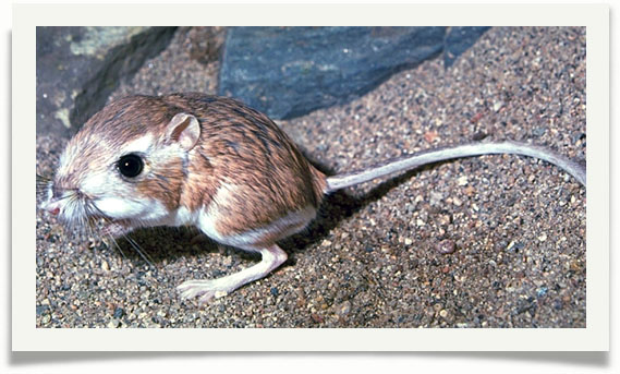 kangaroo_rat