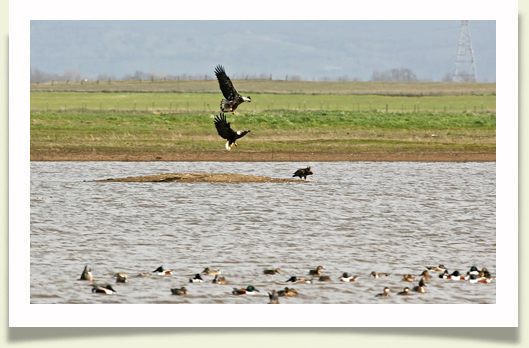 toadhilleaglesblog