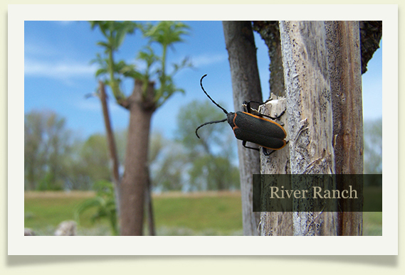 river ranch copy