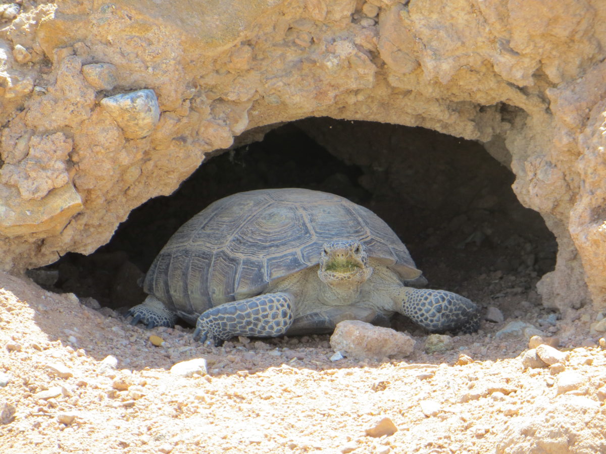 Wildlands’ Desert Tortoise Conservation Efforts