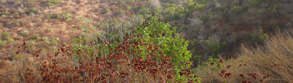 Buena Creek Conservation Bank