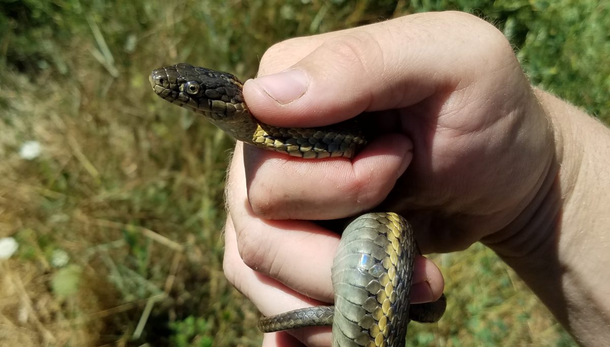 A Giant Garter Snake Success Story
