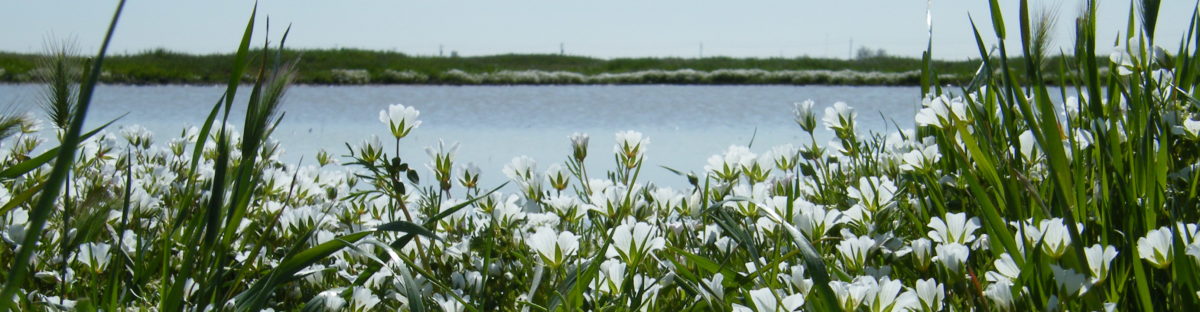 Deadman Creek Conservation Bank