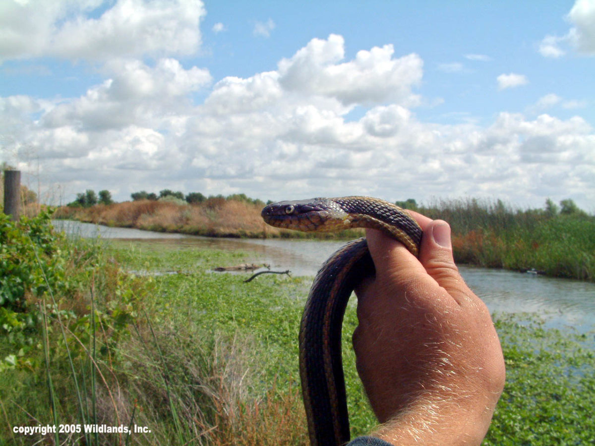 Gilsizer Slough South GGS Conservation Bank