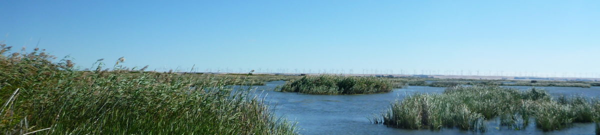 Honker Bay Conservation Bank