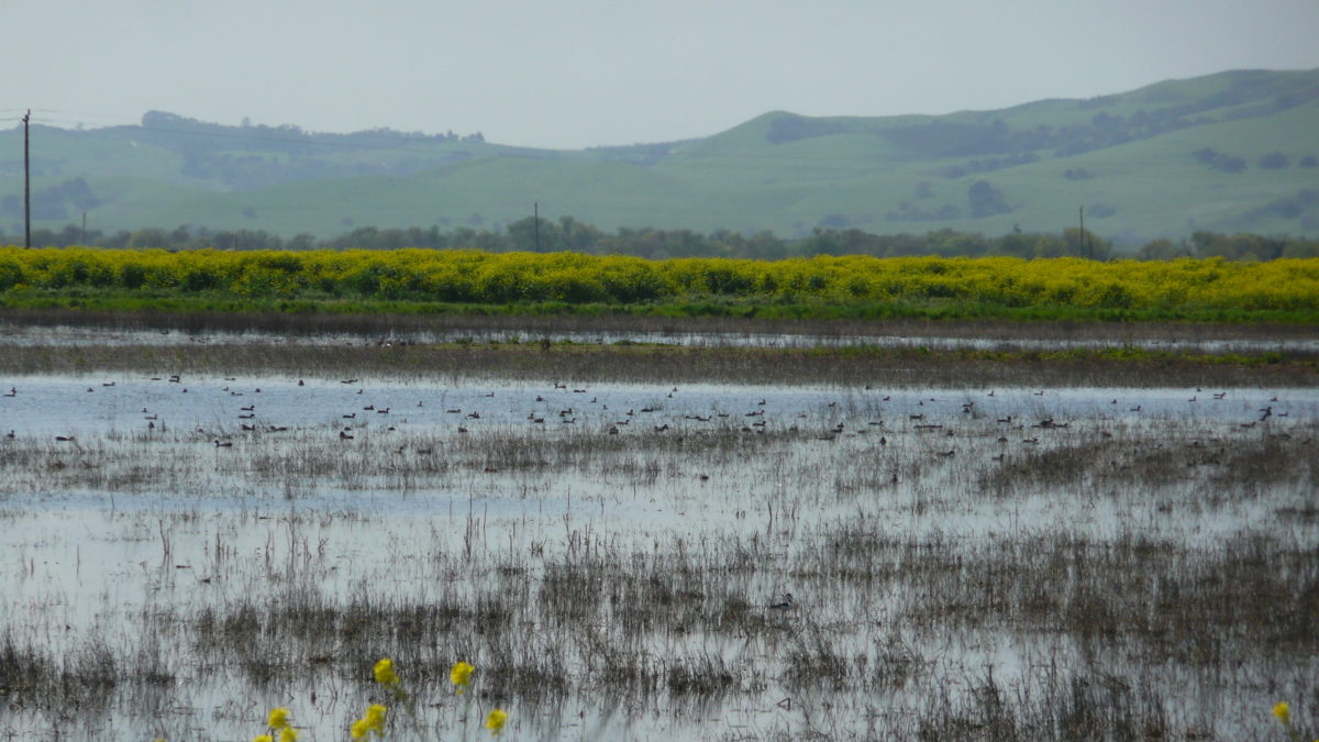 Pajaro River Mitigation Bank