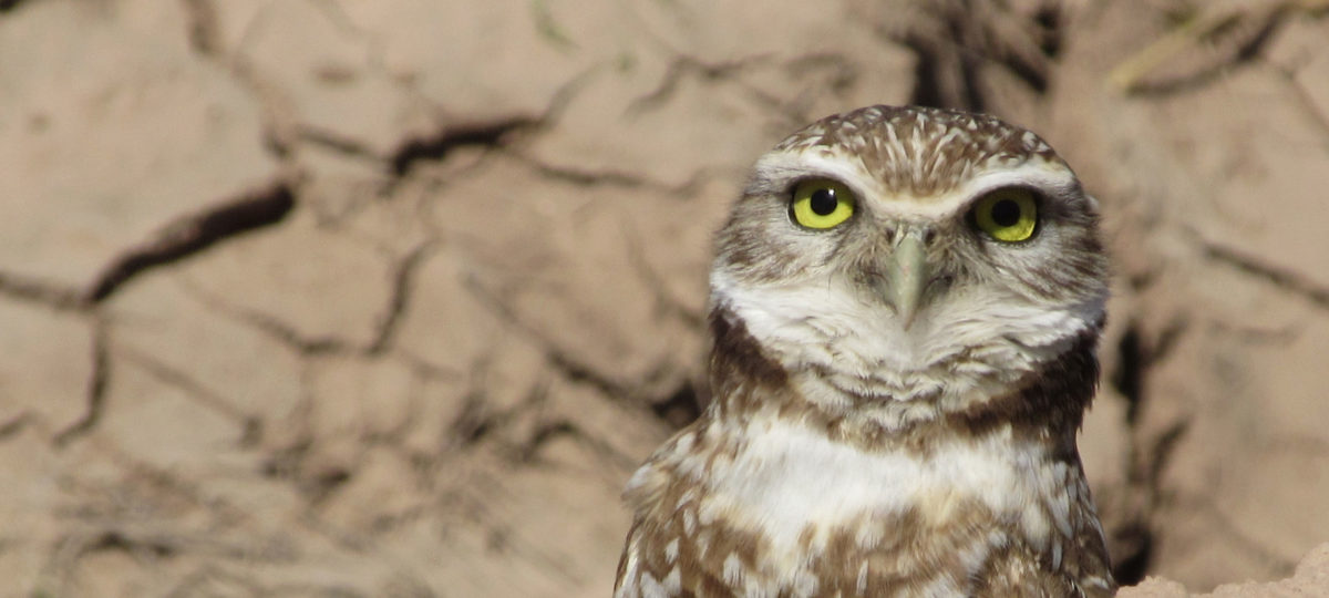 Wildlands Conservation Efforts in Imperial County