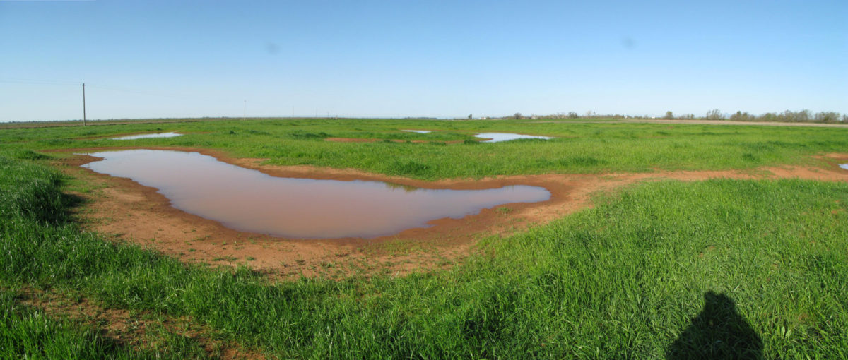 Best Slough Vernal Pool Preserve