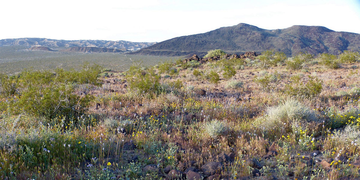 Black Mountain Conservation Bank Approved in the Western Mojave Desert
